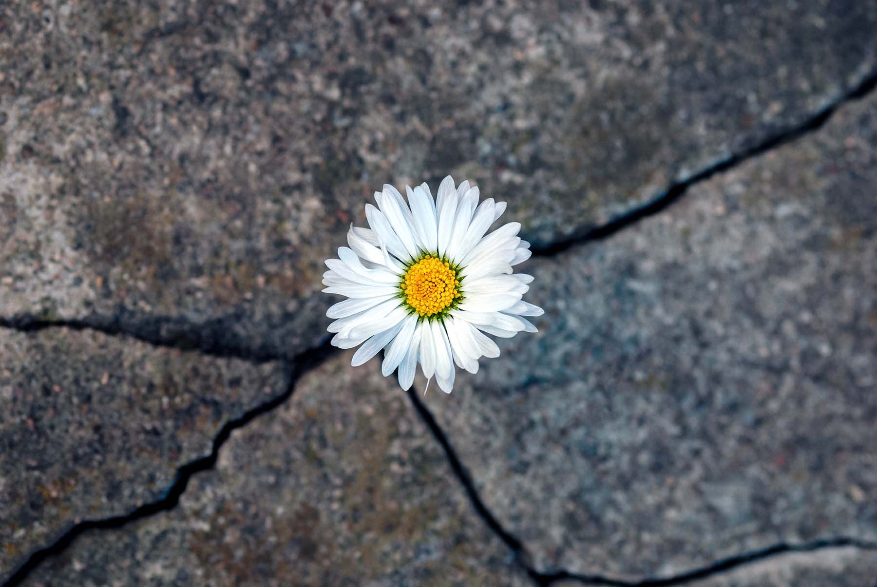 Daisy growing out of sidewalk