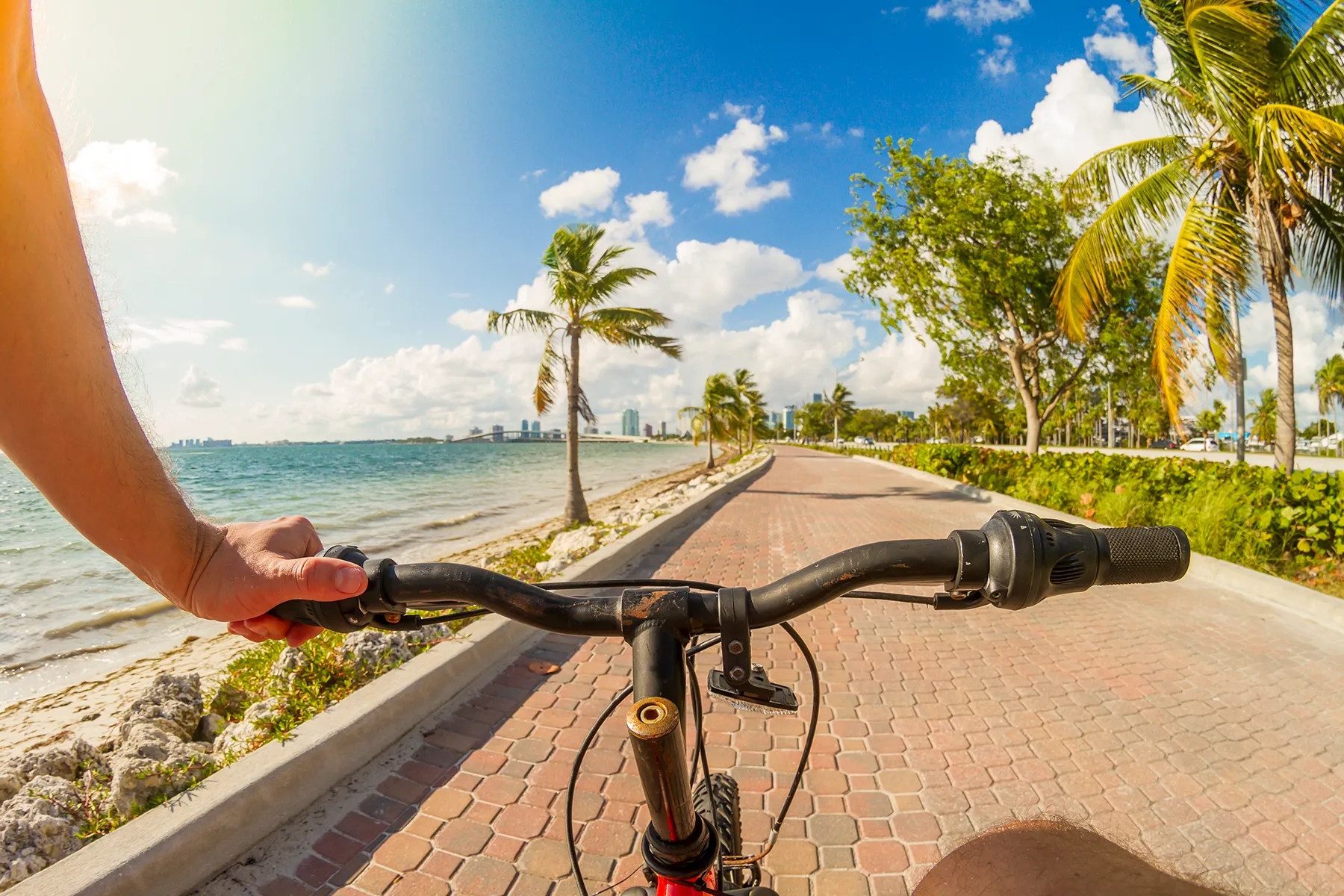 Cyclist's view on a brick coastal path, lined with palm trees and a bay, with a city skyline visible under a sunny blue sky.