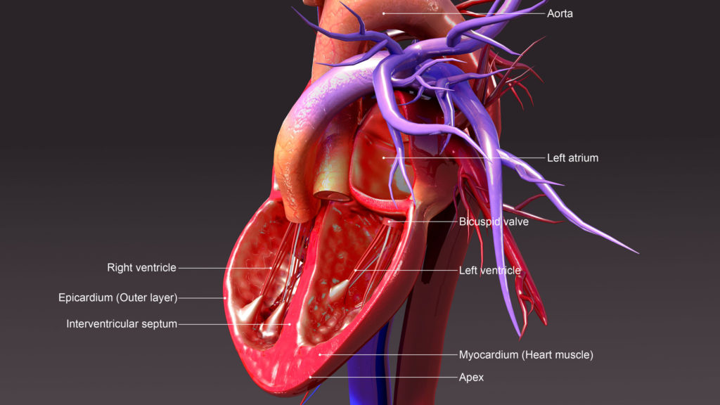 diagram of the aorta