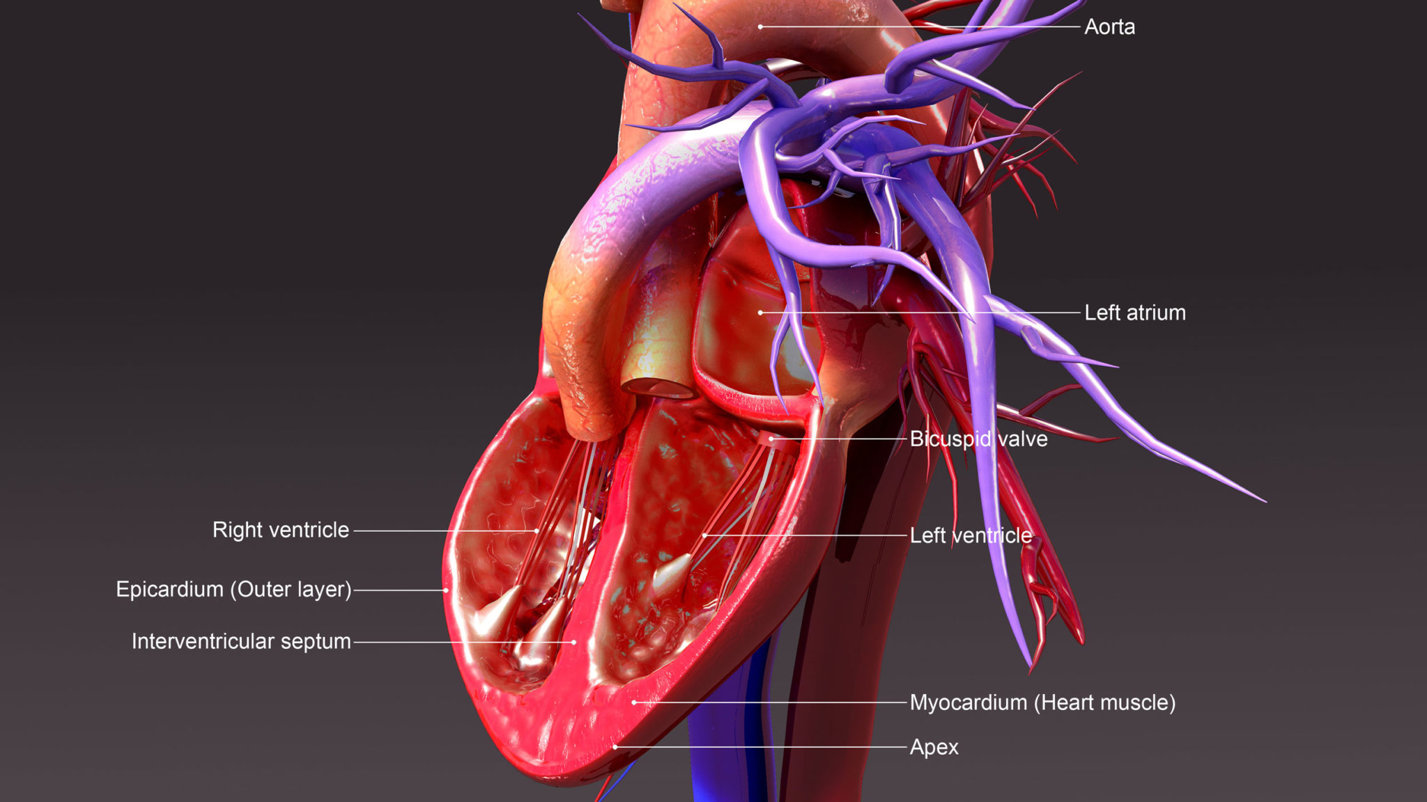 Cardiac Surgeon Pioneers Minimally Invasive Aortic Valve Procedure ...