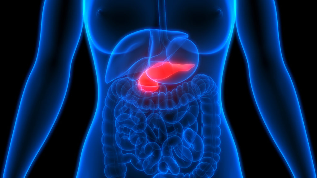 3D Illustration of Human Pancreas Anatomy