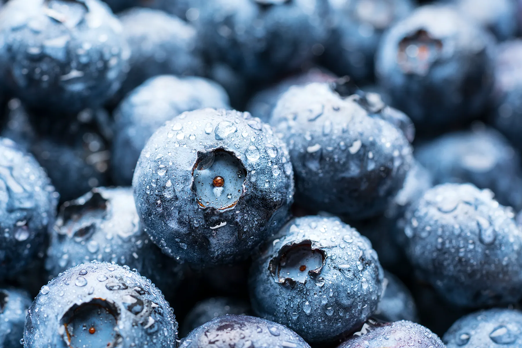 Close-up of fresh blueberries covered in glistening water droplets.