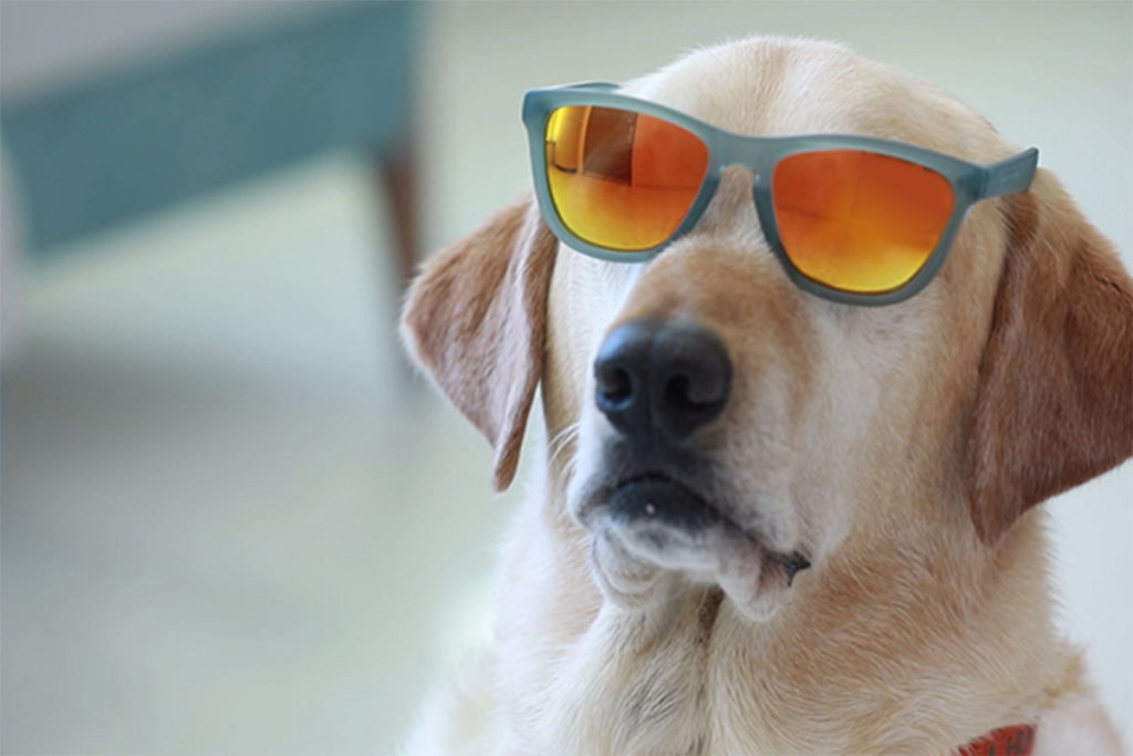 Dog wearing sunglasses