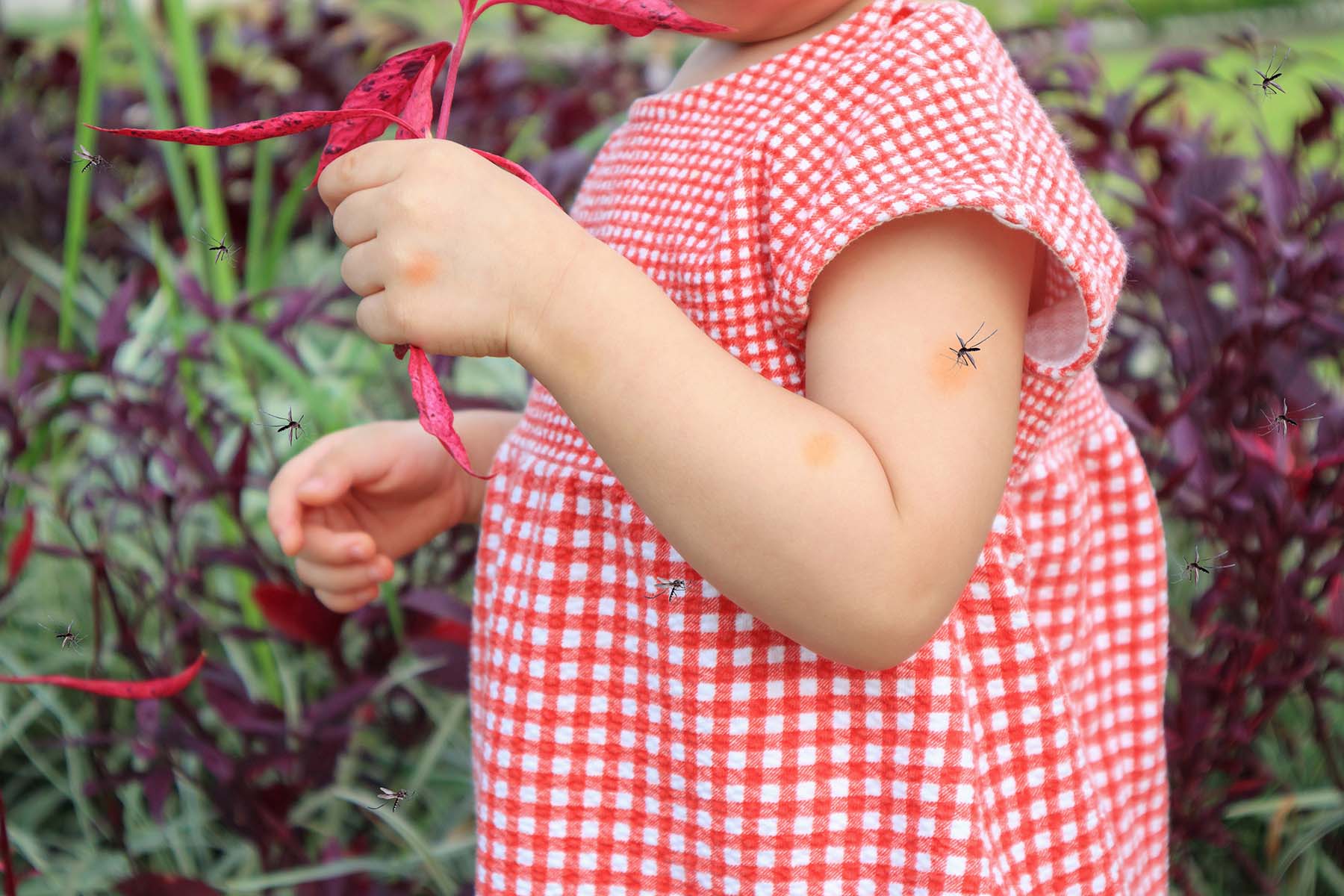Little girl getting bit by mosquito