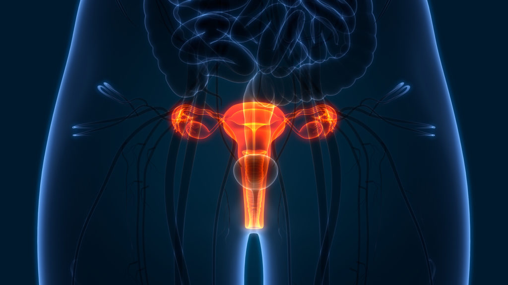 3D Illustration of Female Reproductive System Anatomy