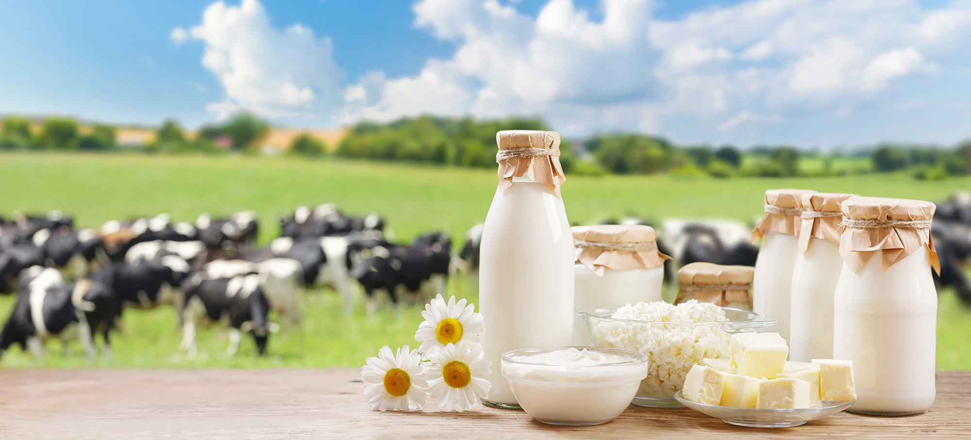 Milk on table in front of a field of cows