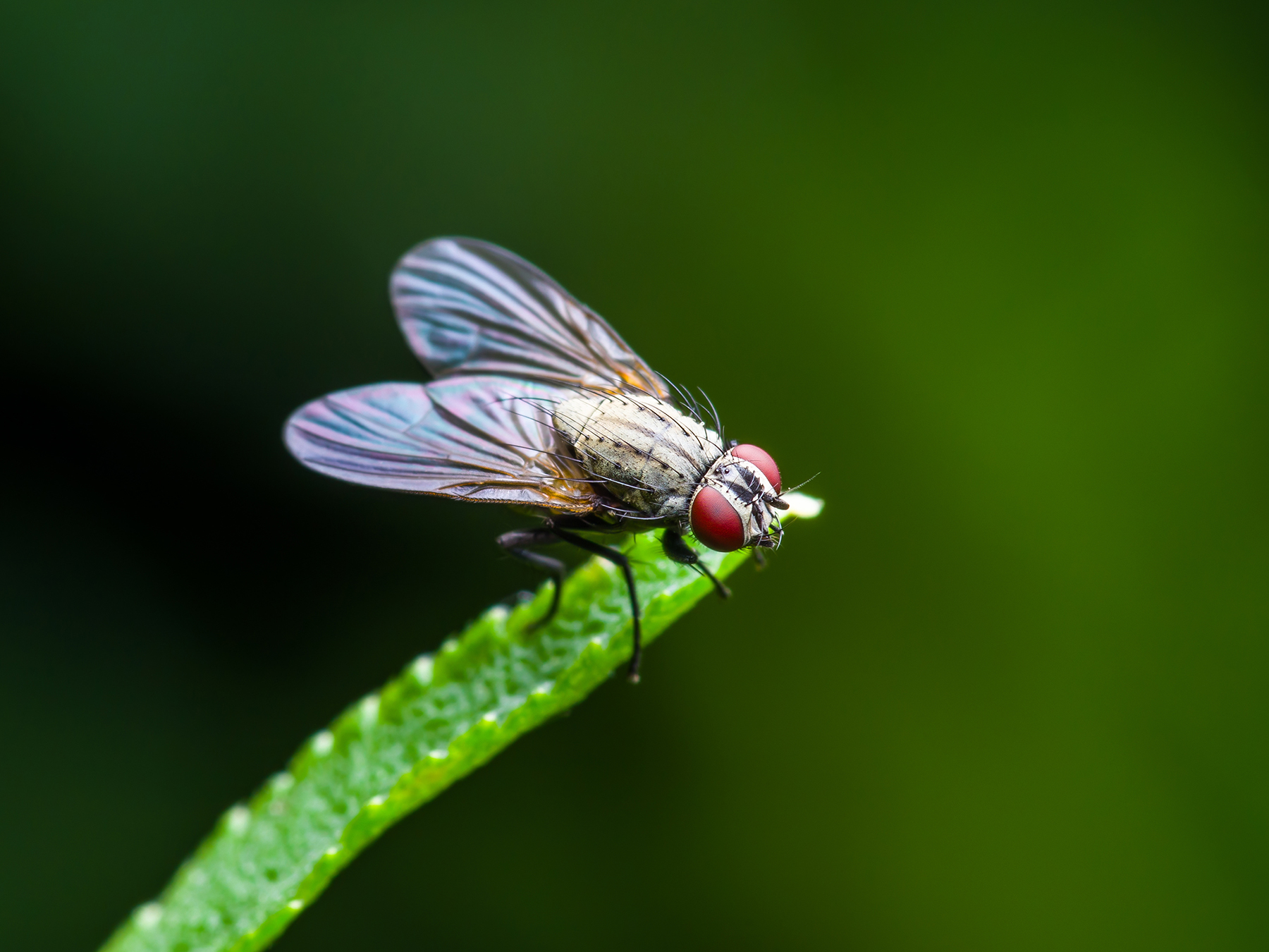 fruit fly on a blade of grass