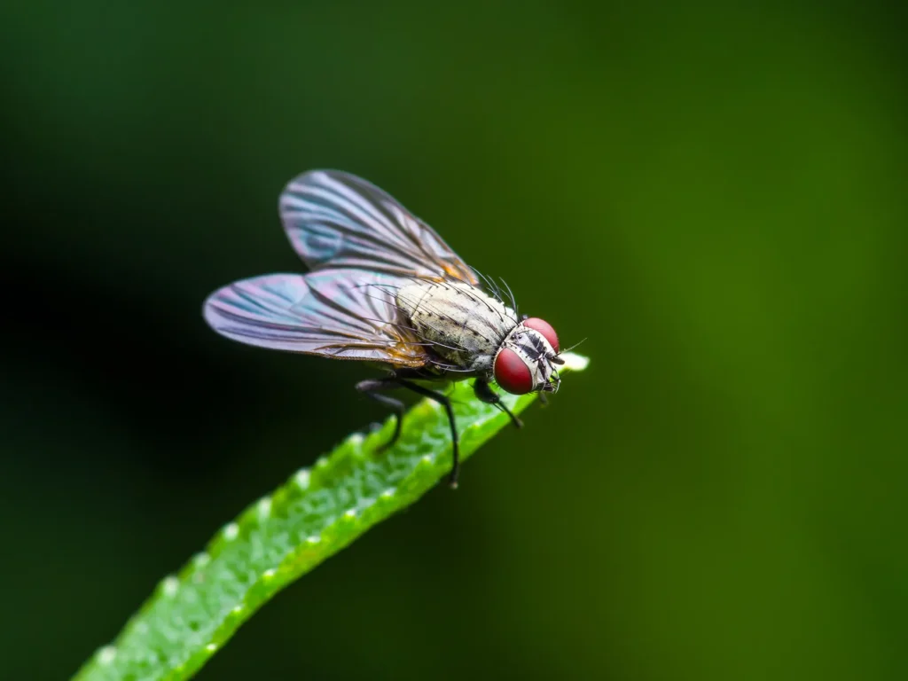 Close-up of a fly with prominent red compound eyes and delicate, translucent wings perched on a vibrant green leaf. The insect's greyish body and detailed wing veins are visible against a soft, dark green background.