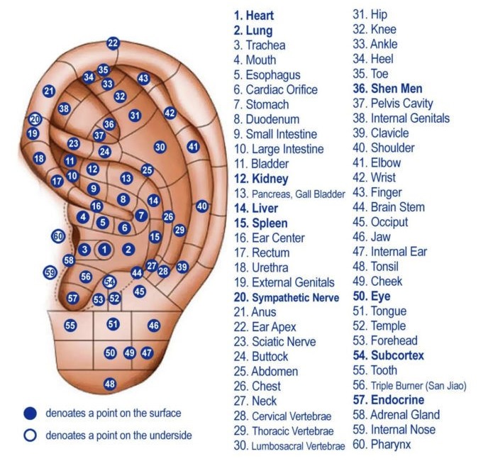 Diagram breaks down 60 conditions that can be treated with ear seeds. Source: TCMTips.com