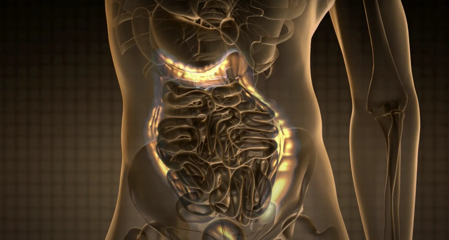 Transparent human torso displaying the digestive system, with glowing intestines illuminating internal processes.