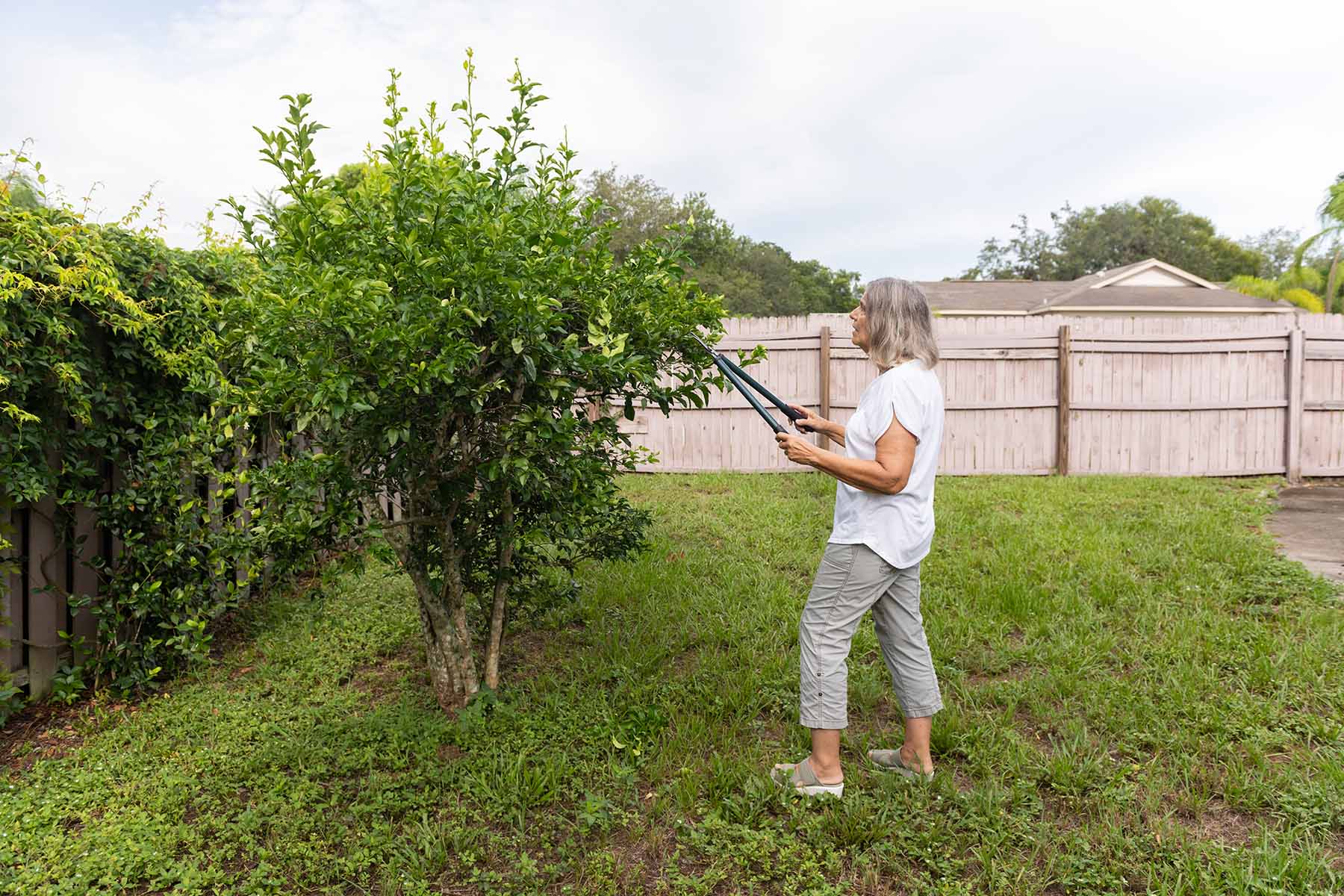 Hispanic woman trims the shrub in her backyard in Florida while not wearing any protective gear.