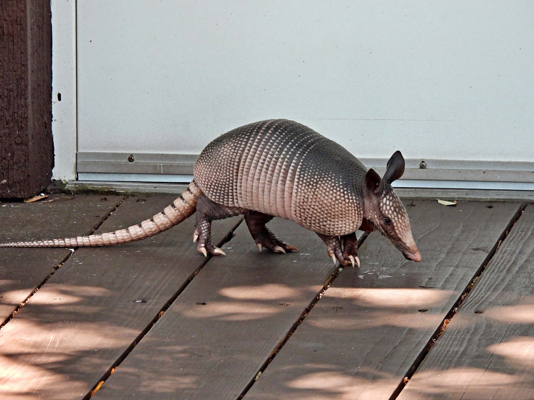 An armadillo, the source of some leprosy cases, walks across a broadwalk.