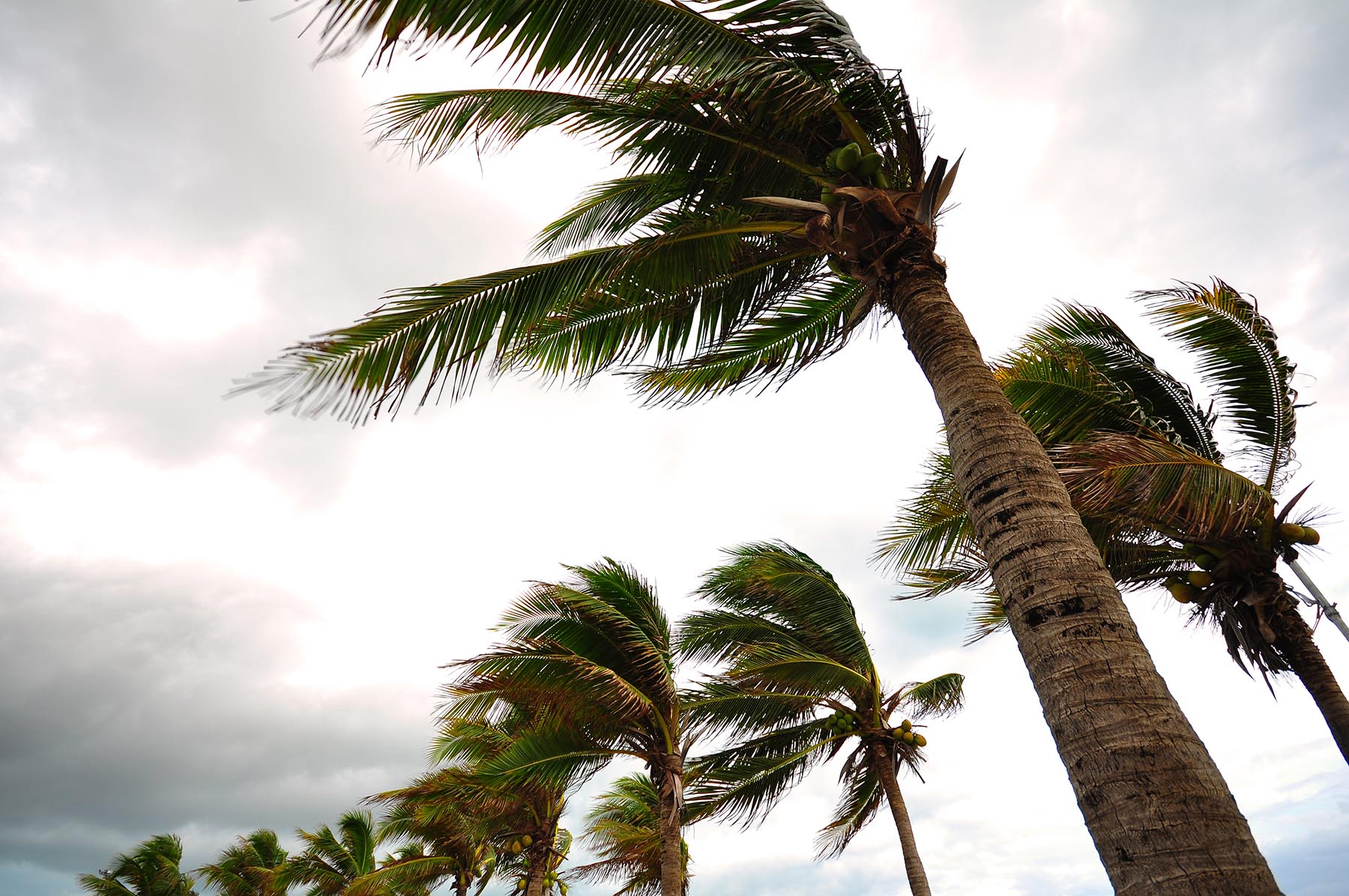 Palm trees blowing in the wind of a hurricane.