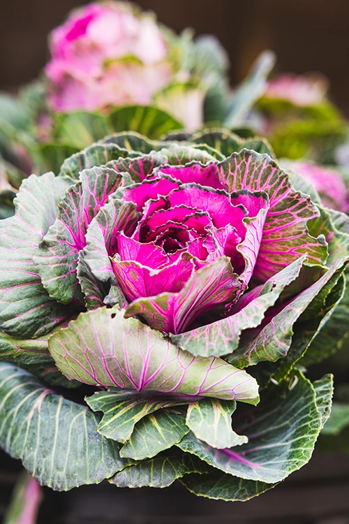 Lettuce plant. Photo credit: Meg Stacker King