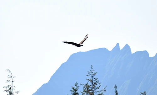Eagle flying. Photo by Dr. Gerald Soff