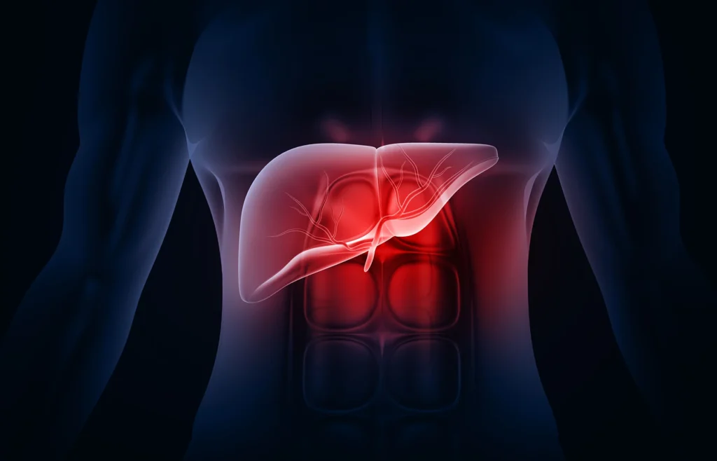 Human liver anatomy on dark blue color background. 3d illustration - stock photo