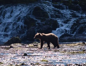 Grizzly bear. Photo credit: Dr. Gerald Soff.