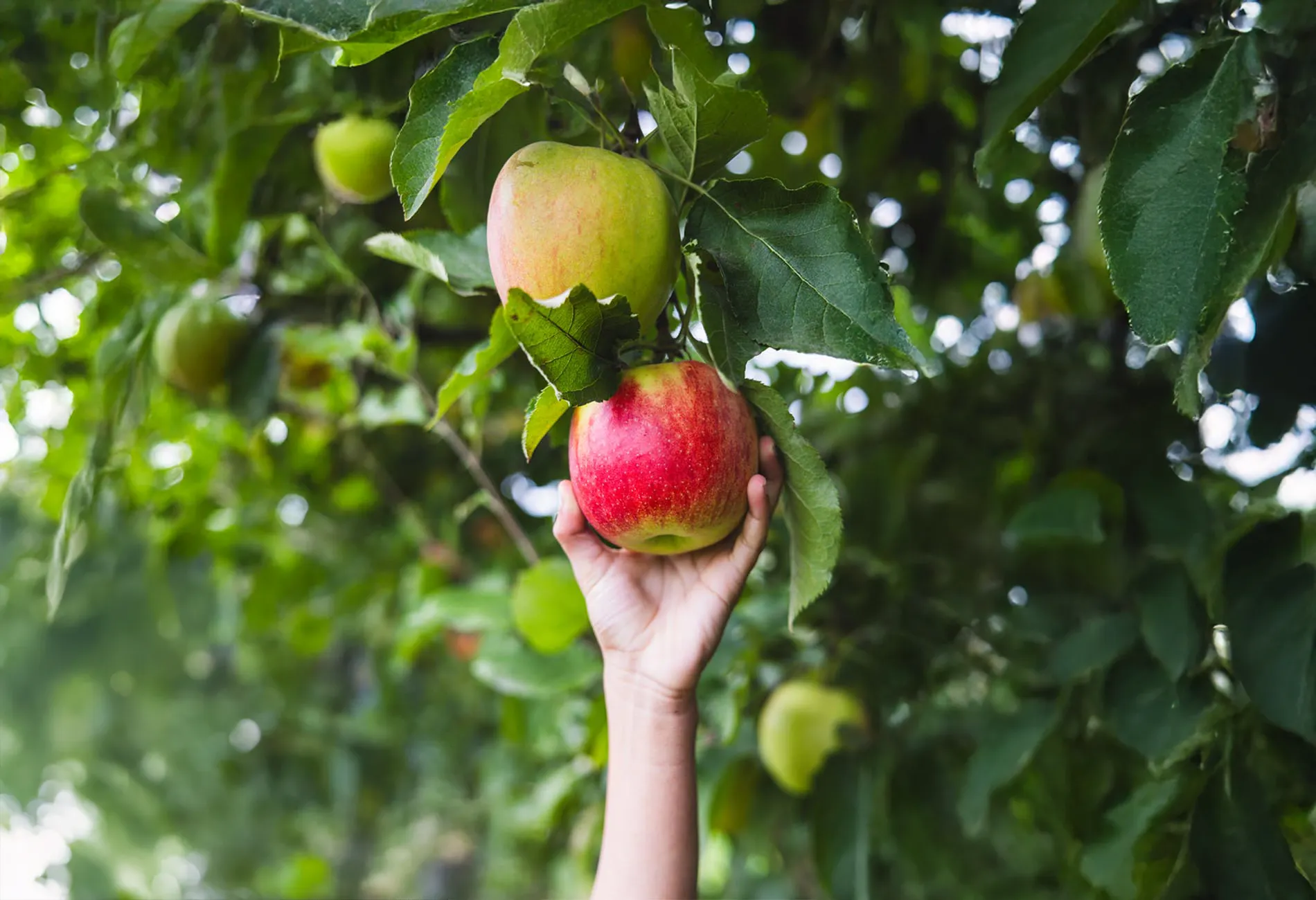 A hand reaches to pick a ripe red and yellow apple from a green apple tree, with another apple hanging just above it. Photo credit: Meg Stacker King