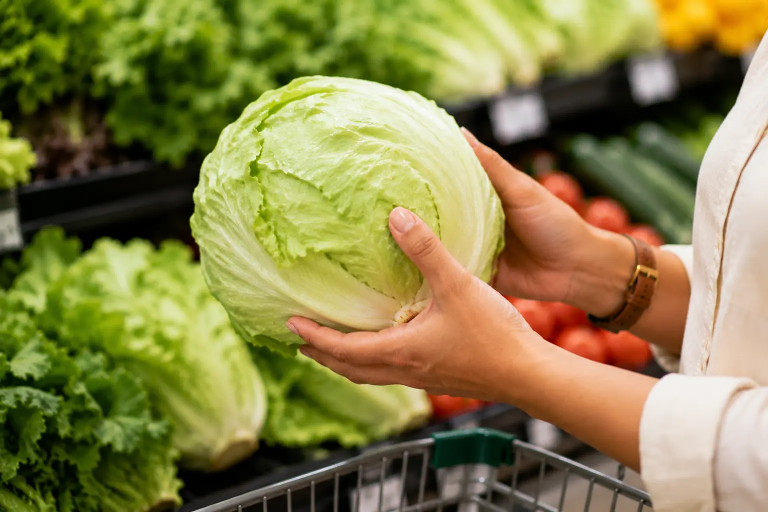 Woman's hands holding iceberg lettuce.